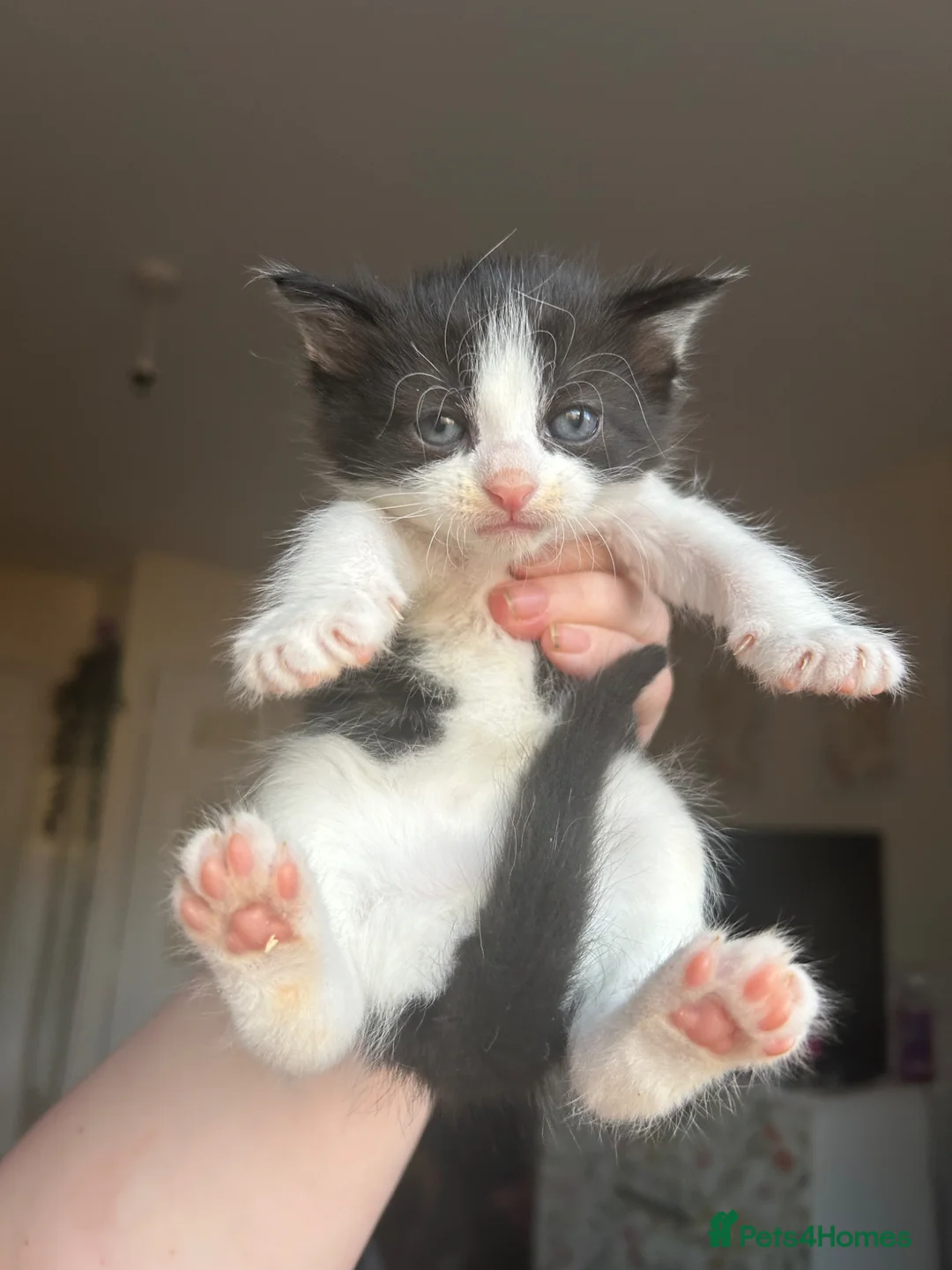 Mixed Breed cats for sale: Beautiful litter of 5 kittens calm and loving - Advert 2