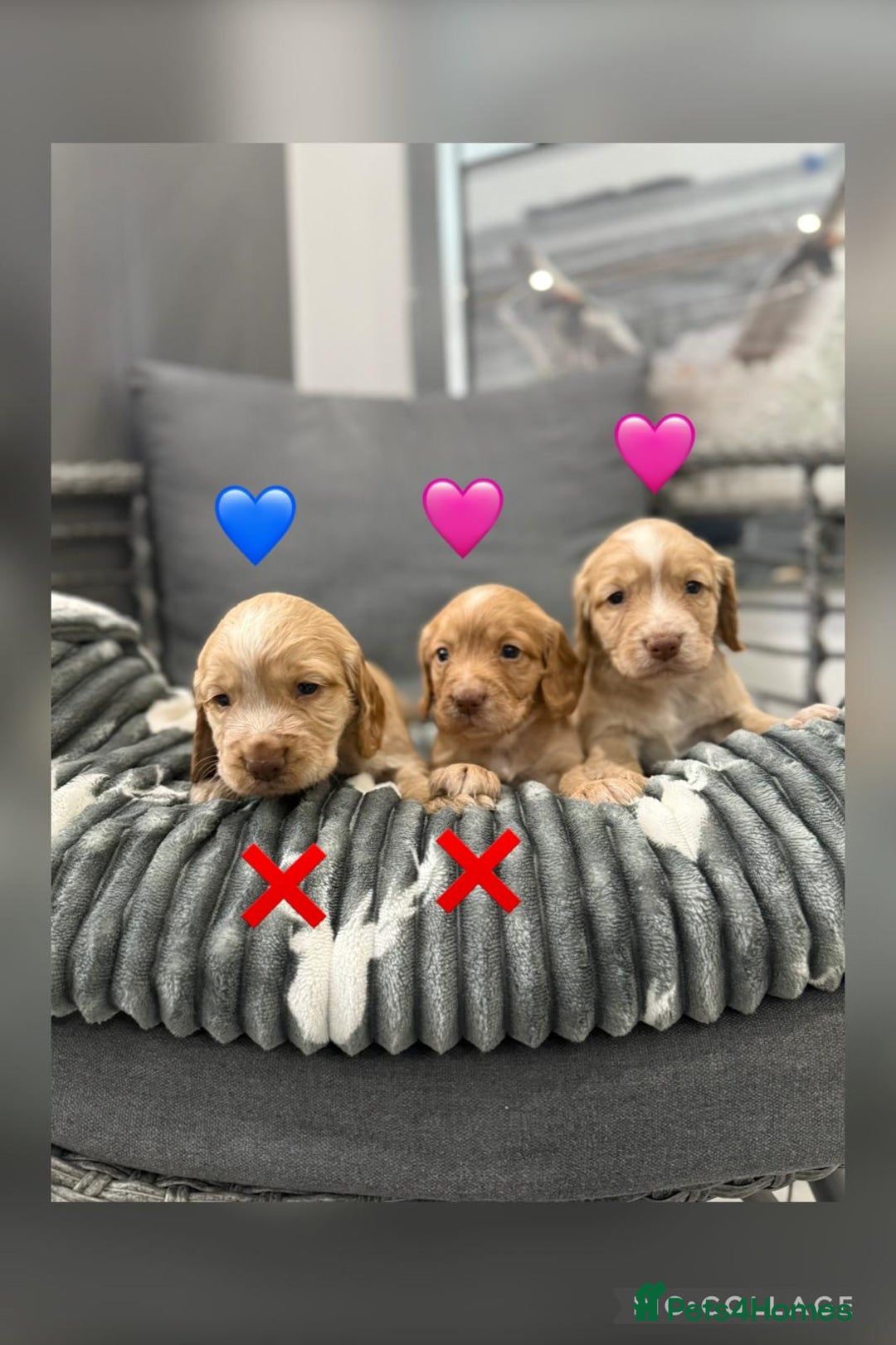 Cocker Spaniel dogs for sale: Cocker spaniel puppies - Advert 8