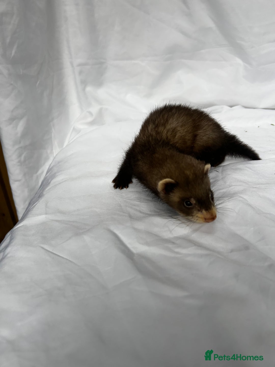 Ferret rodents for sale: Baby Ferrets - Image 30