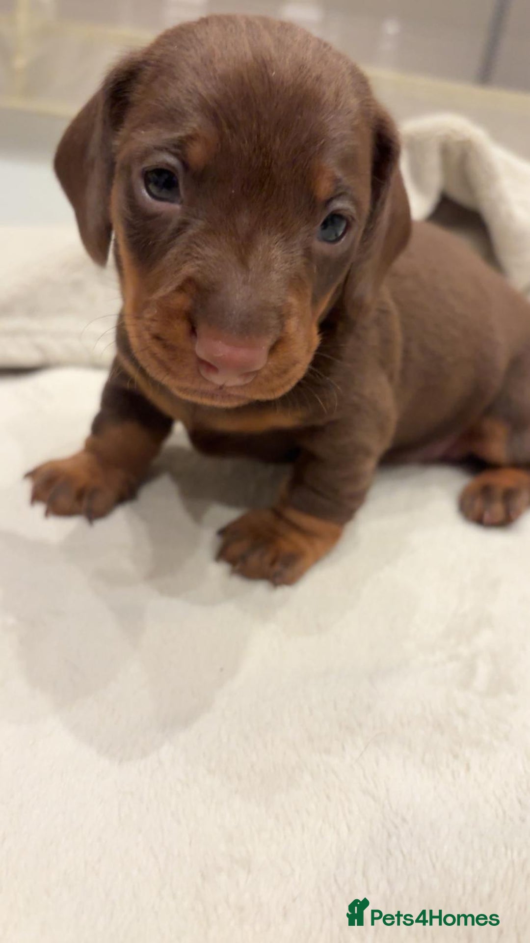 Miniature Dachshund dogs for sale: Adorable Dachshund Puppies - Advert 1