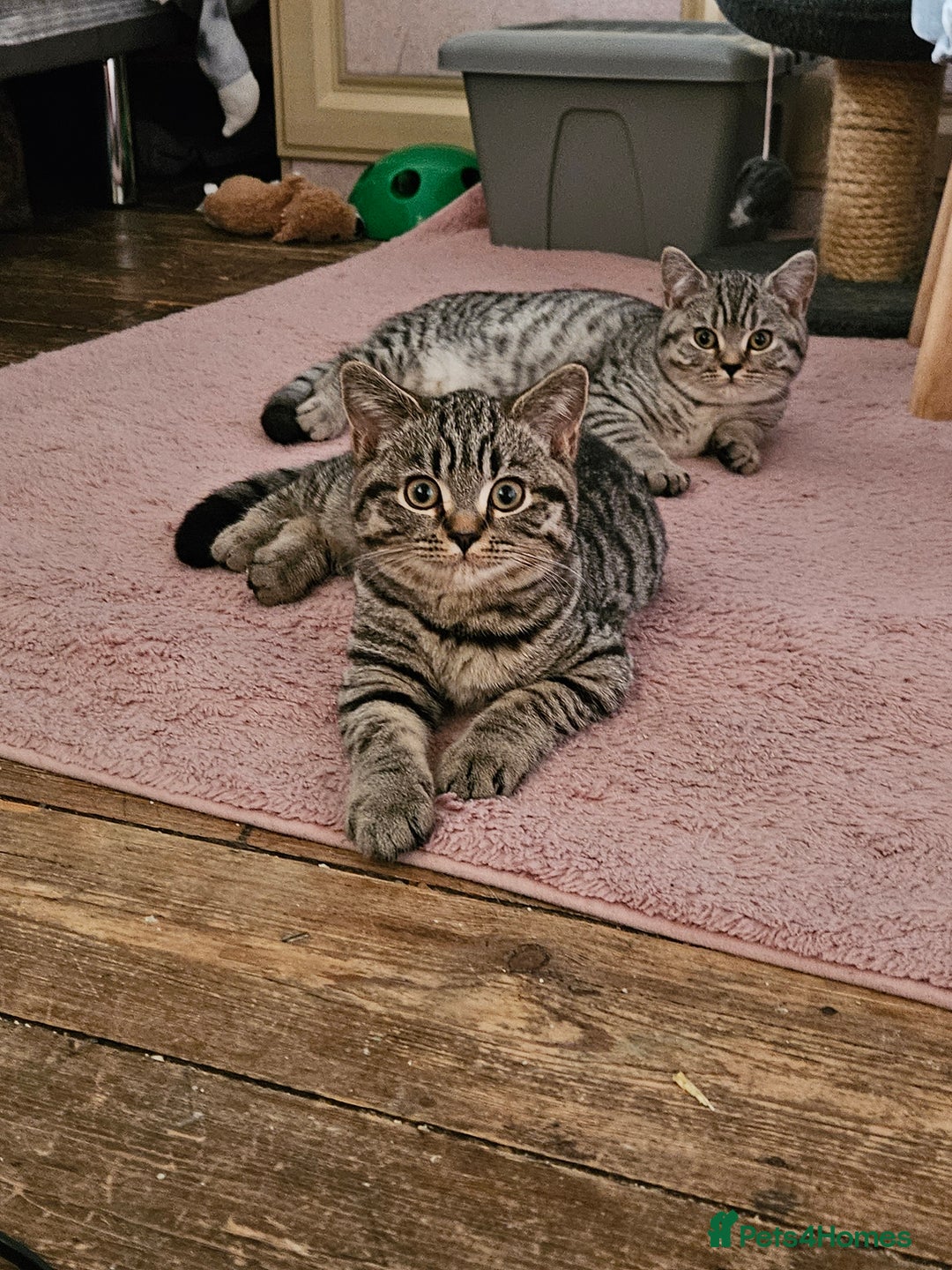 British Shorthair cats for sale: GCCF Silver Spotted Tabby British Shorthair Kitten - Advert 1
