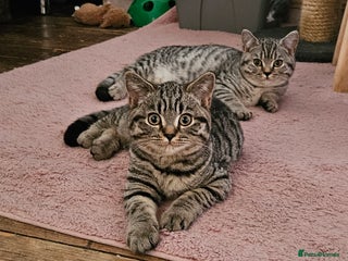 British Shorthair cats GCCF Silver Spotted Tabby British Shorthair Kitten - Advert 4