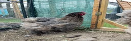 Chickens poultry for sale: Rare Breed Exhibition Blue LF Cochin pair or trio - Advert 5