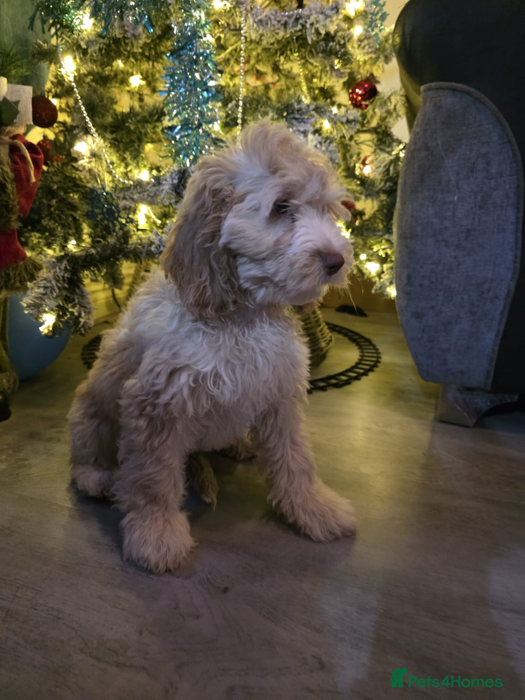 Cockapoo dogs for sale: Cockapoo female puppy - Advert 4