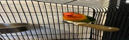 Lovebirds birds for sale: 2 lovebird pairs and cage for sale. in Brierley Hill - Advert 6