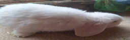 Dwarf Lop rabbits for sale: 2 adorable boy fluffs looking for their new homes - Advert 5