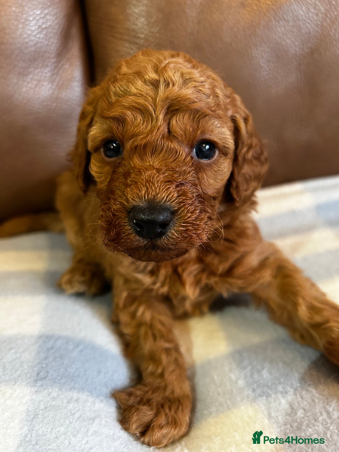 Cockapoo dogs for sale: Toy Cockapoo’s  - Advert 21