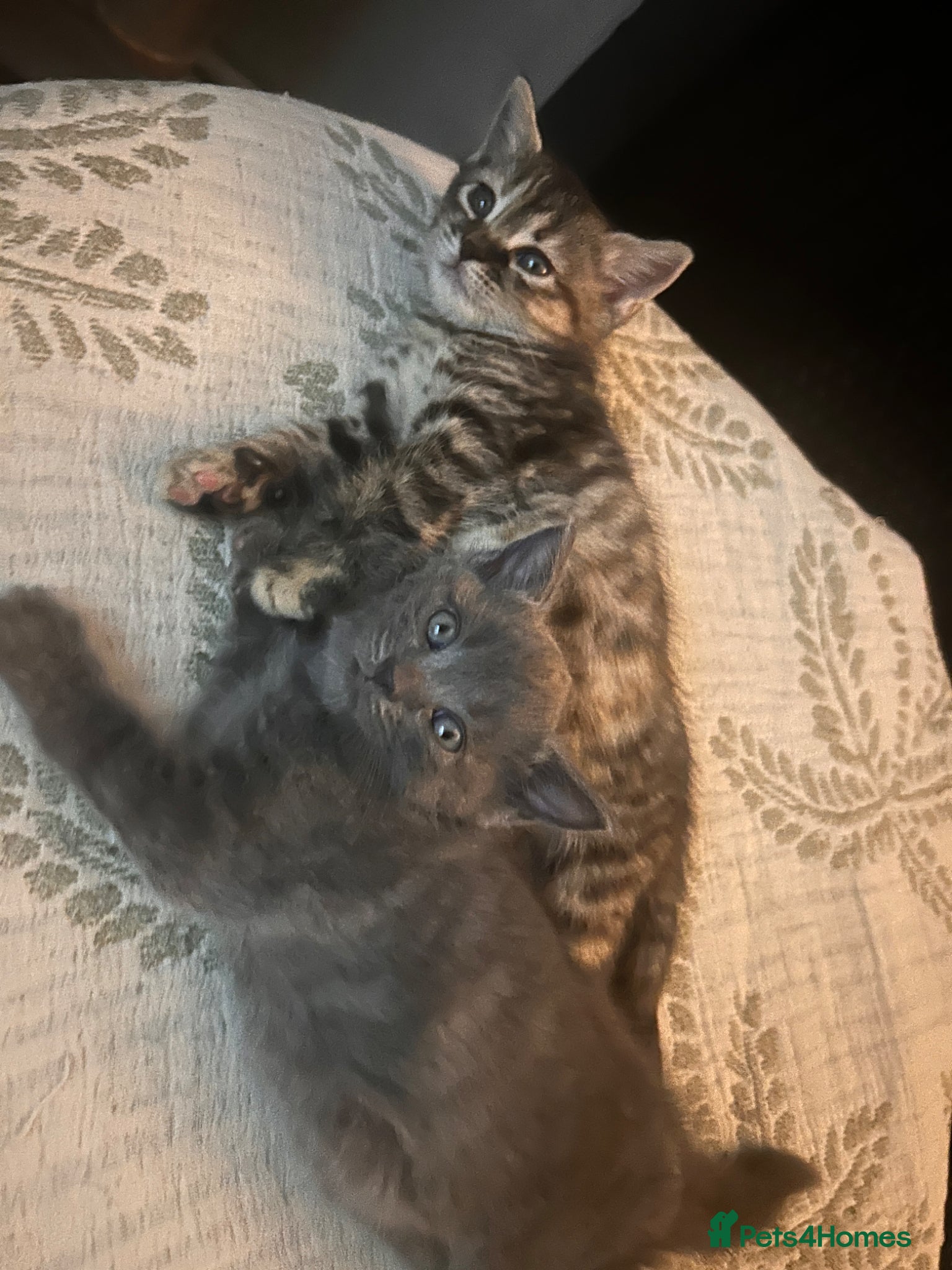 Mixed Breed cats British shorthair x bengal  - Advert 18