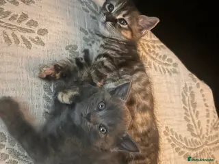 Mixed Breed cats British shorthair x bengal - Advert 18