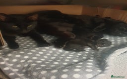 Bengal cats for sale: Bengal X kittens for sale - Image 6