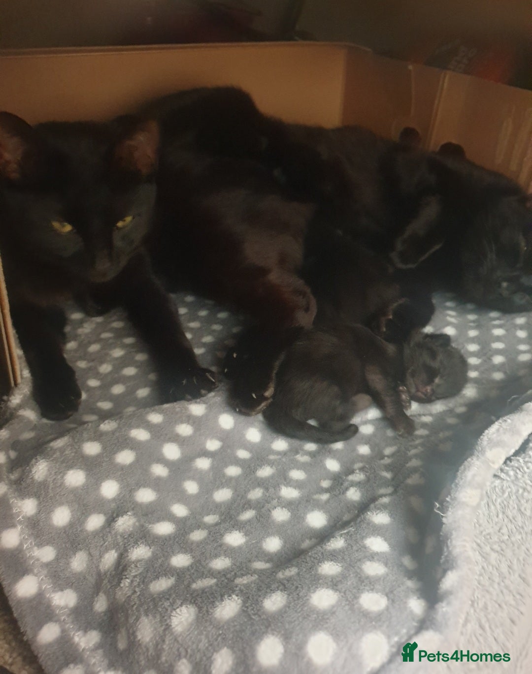 Bengal cats for sale: Bengal X kittens for sale - Image 6