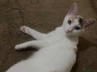 Domestic Shorthair cats Domestic short hair for sale - Advert 1