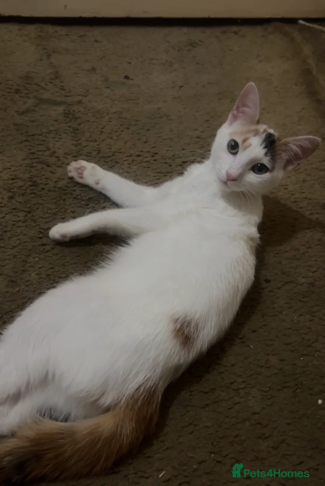 Domestic Shorthair cats for sale: Domestic short hair for sale  - Advert 1