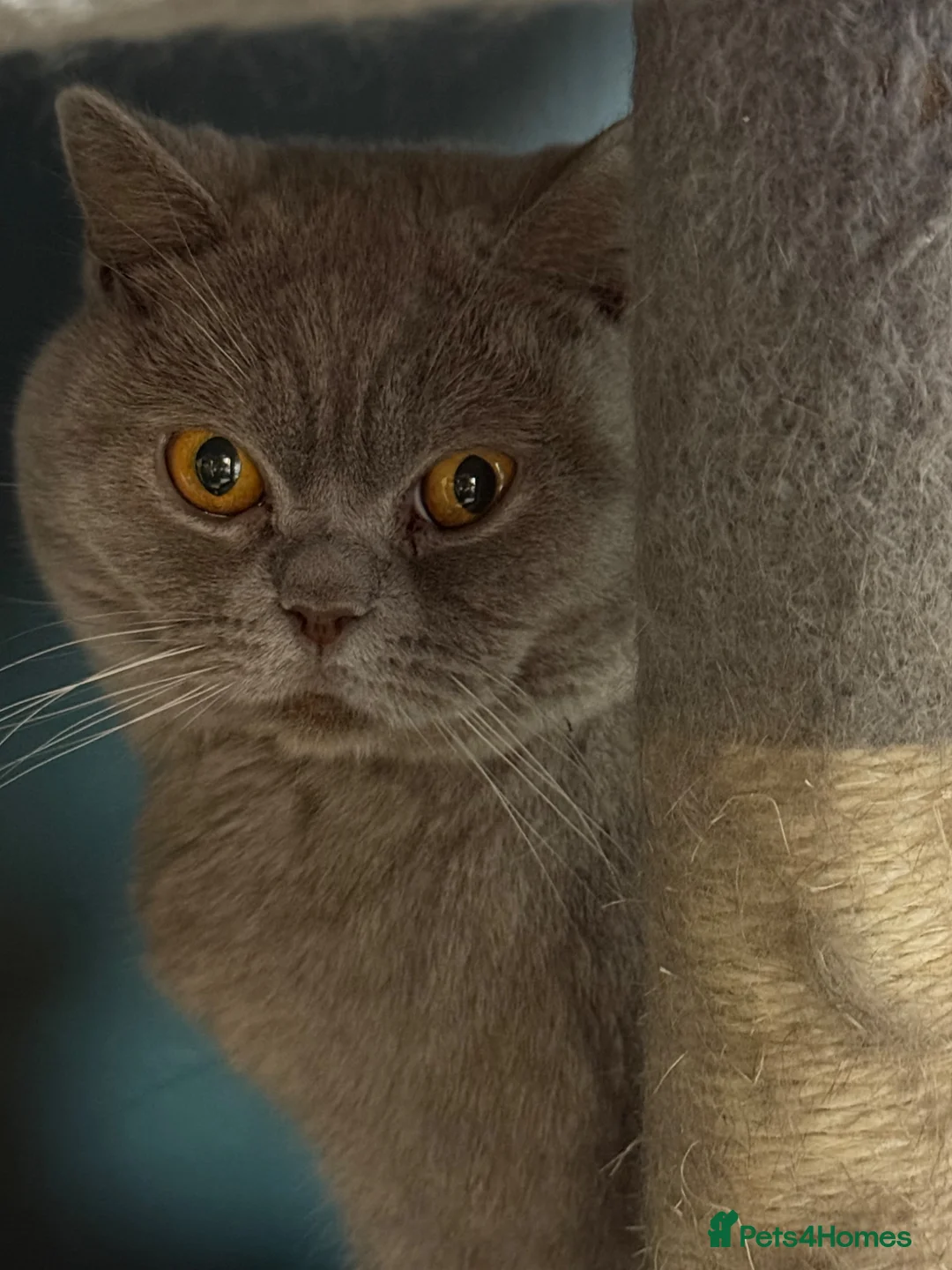 British Shorthair cats for sale: Stunning lilac boy available  - Advert 1