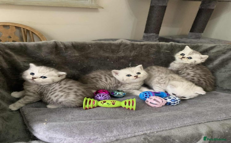 British Shorthair cats - Advert 14