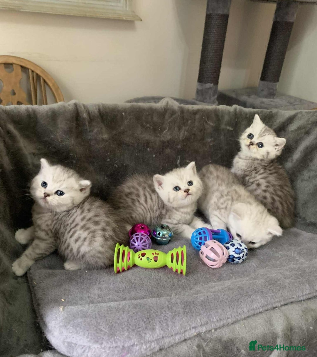 British Shorthair cats for sale: BSH quality Silvers - Image 1
