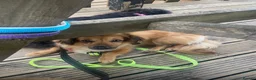 Mixed Breed dogs for adoption: Little Amber is waiting patiently for her new home - Advert 7