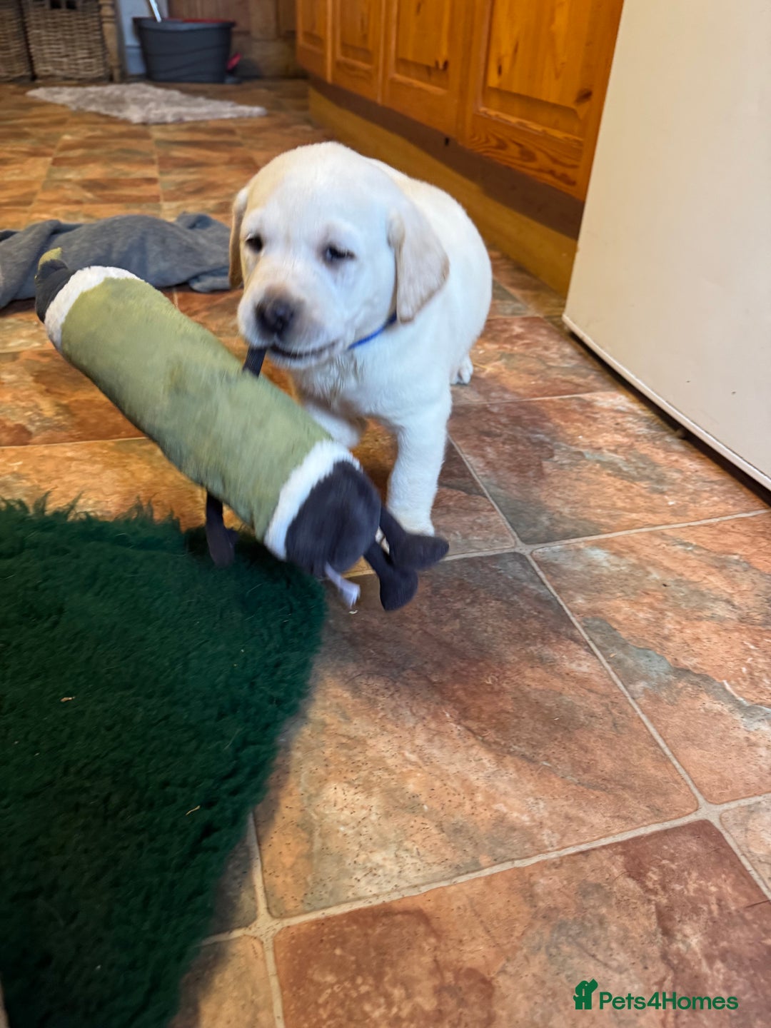 Labrador Retriever dogs for sale: KC *Vet Inspected* Black & Yellow Labrador Pups  - Advert 8