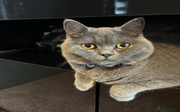 British Shorthair cats for sale: British female short haired cat  - Image 1