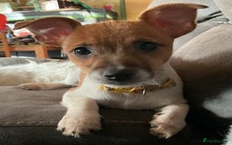 Jack Russell dogs for sale: Tiny Jack Russell - Image 2