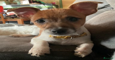 Jack Russell dogs - Advert 9