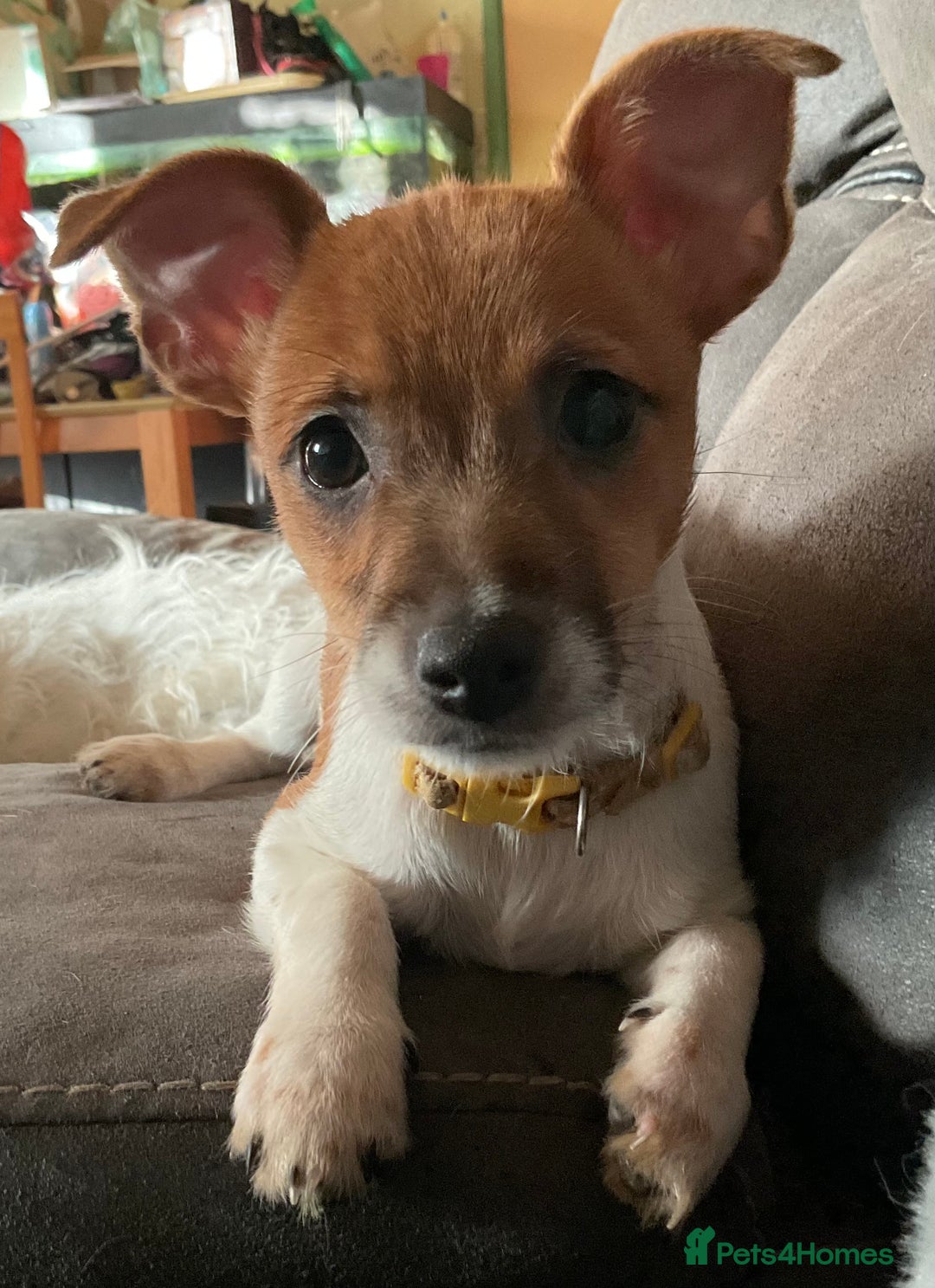 Jack Russell dogs for sale: Tiny Jack Russell - Image 2