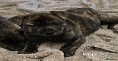 Mixed Breed dogs Chaffy puppies Chow x Staffy - Advert 8
