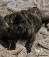 Mixed Breed dogs Chaffy puppies Chow x Staffy - Advert 8