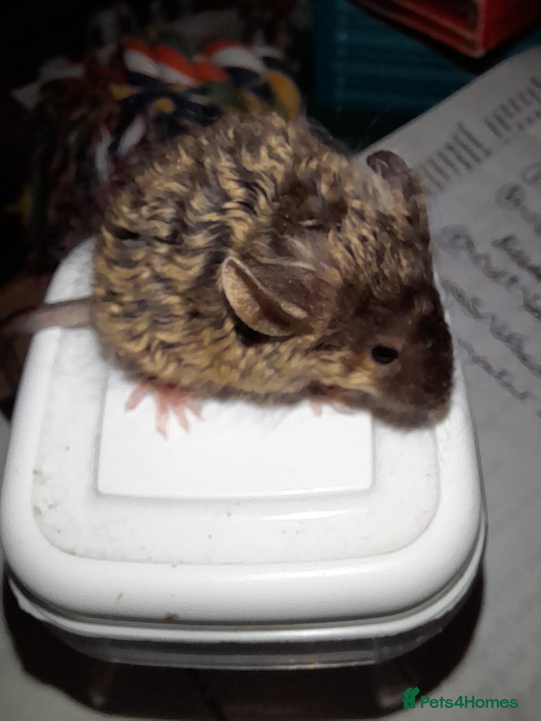 Mouse rodents for sale: Fancy mice - Advert 8