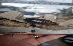 Bearded Dragon reptiles for sale: Bearded dragon - Advert 5