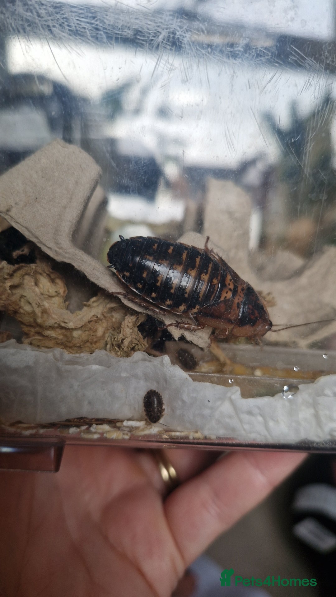 Bearded Dragon reptiles for sale: Bearded dragon - Advert 5