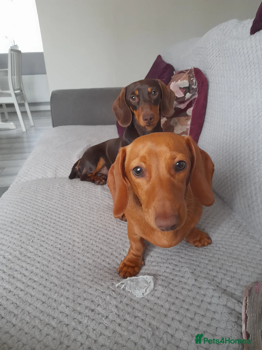 Miniature Dachshund dogs for sale: Two miniature dachshunds - Advert 1
