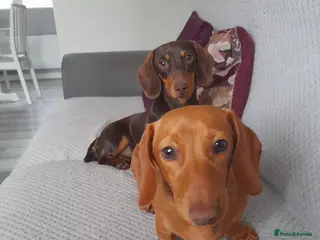 Miniature Dachshund dogs Two miniature dachshunds - Advert 1