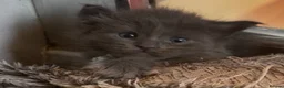 Maine Coon cats for sale: Stunning TICA GCCF Russian Blue Maine Coons - Advert 6