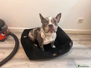 American Bully dogs 9 month old female pocket bully in Colchester - Advert 1