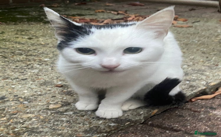Domestic Shorthair cats - Advert 1