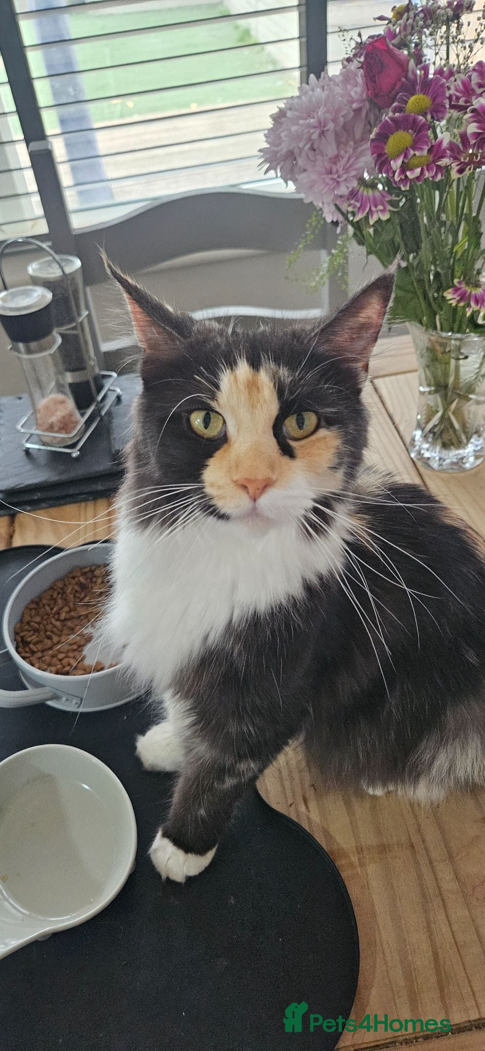 Maine Coon cats Stunning TICA Registered Maine coon Kittens  - Advert 2