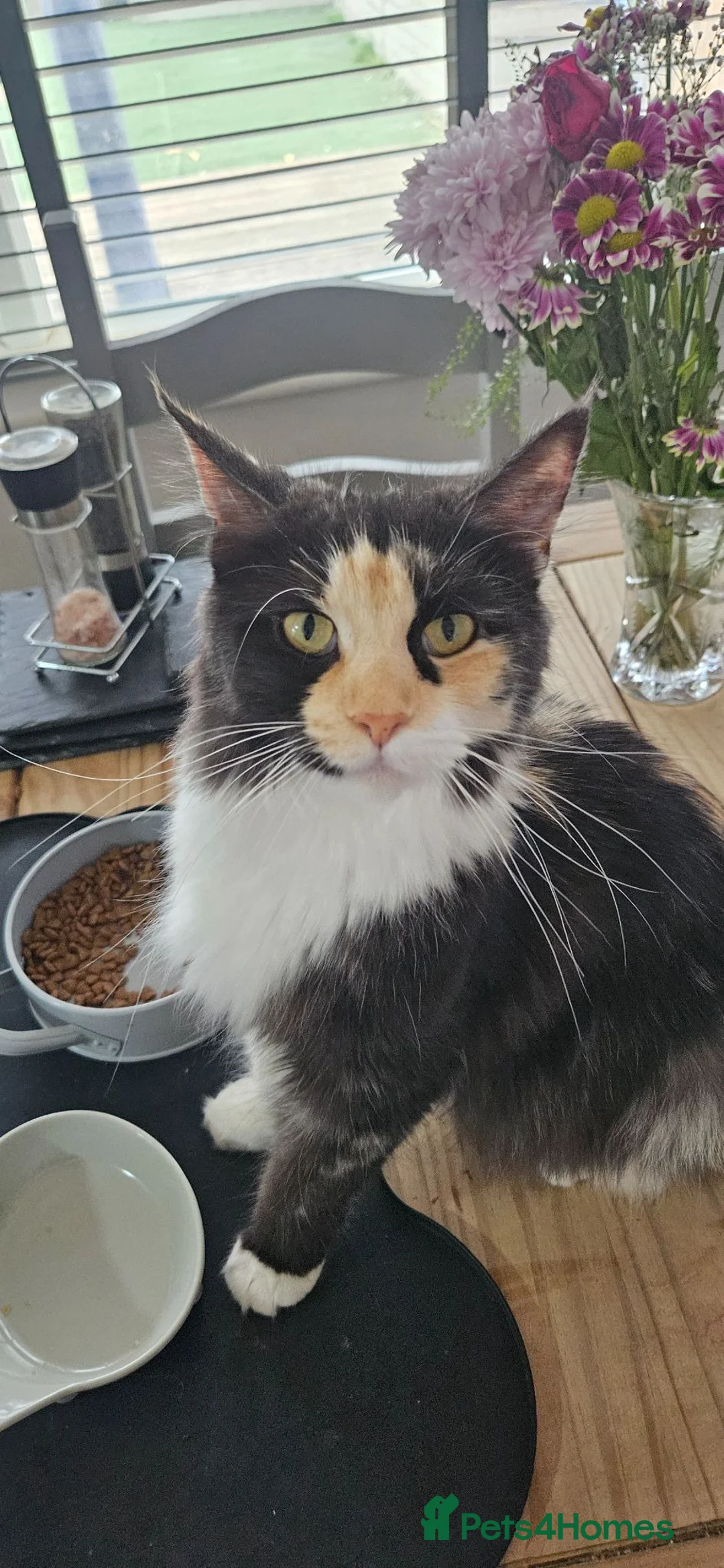 Maine Coon cats for sale: Stunning TICA Registered Maine coon Kittens  - Advert 2