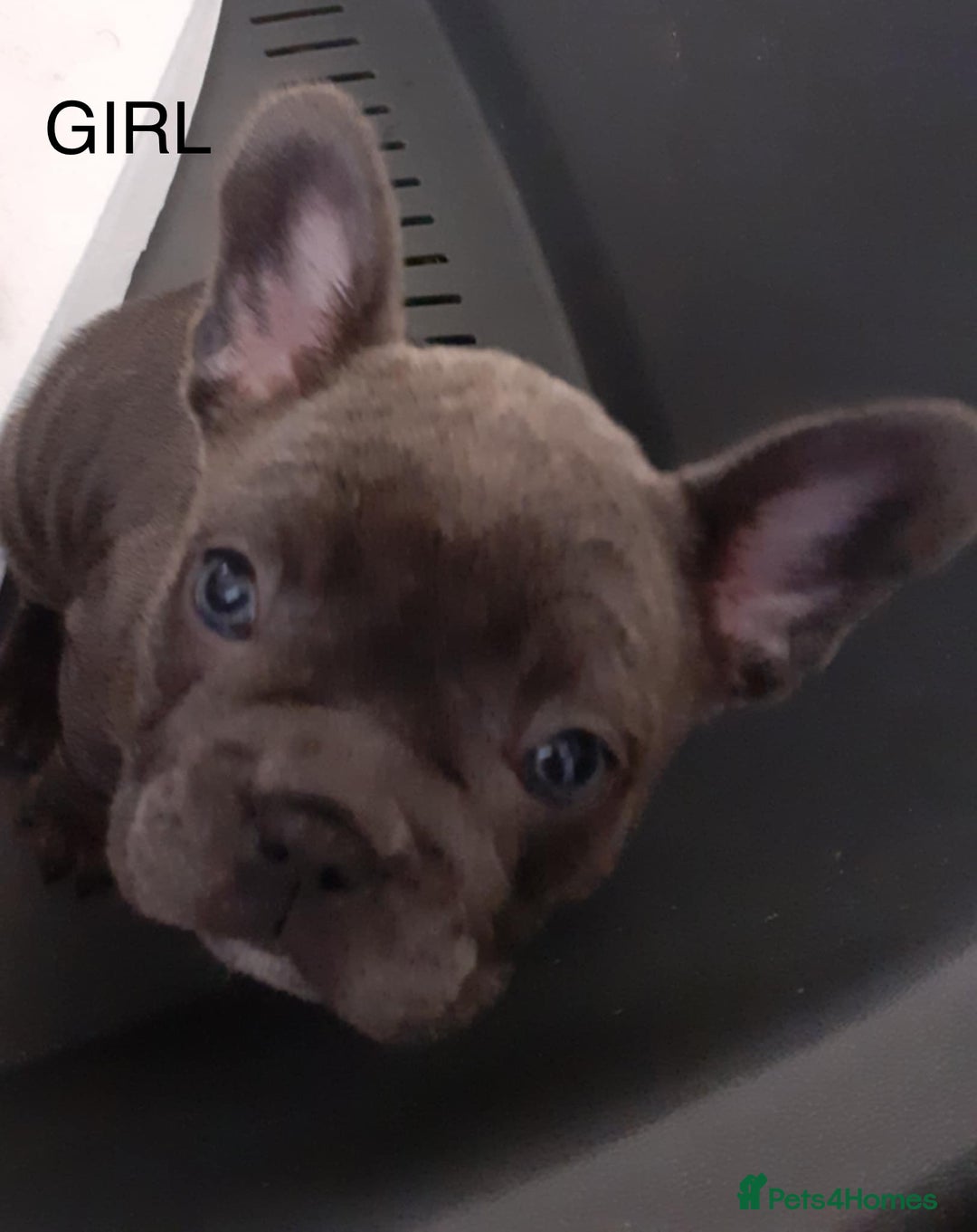 French Bulldog dogs for sale: French bulldog for sale  - Image 10