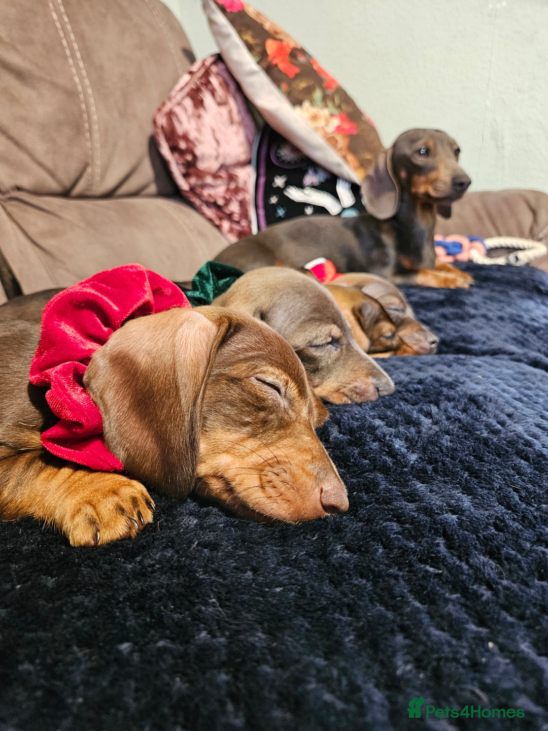 Dachshund dogs for sale: Girl pup for sale - last of her litter!  - Advert 7
