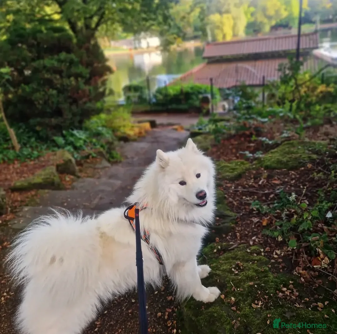 Samoyed dogs for sale: Three Beautiful Samoyed  - Advert 2