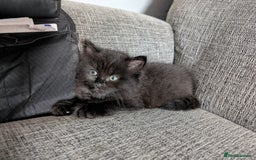 Persian cats for sale: British Persian  - Image 2