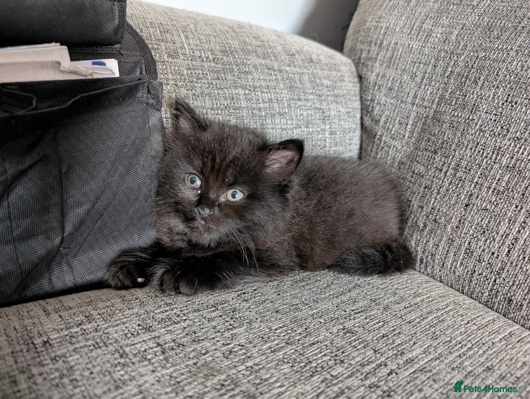 Persian cats for sale: British Persian  - Image 2