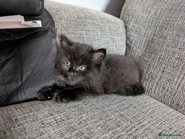 Persian cats - Advert 4