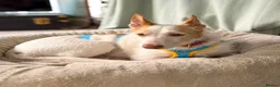 Ibizan Hound dogs for adoption: Vivian - gentle, sweet Podenco in Ayr - Advert 15