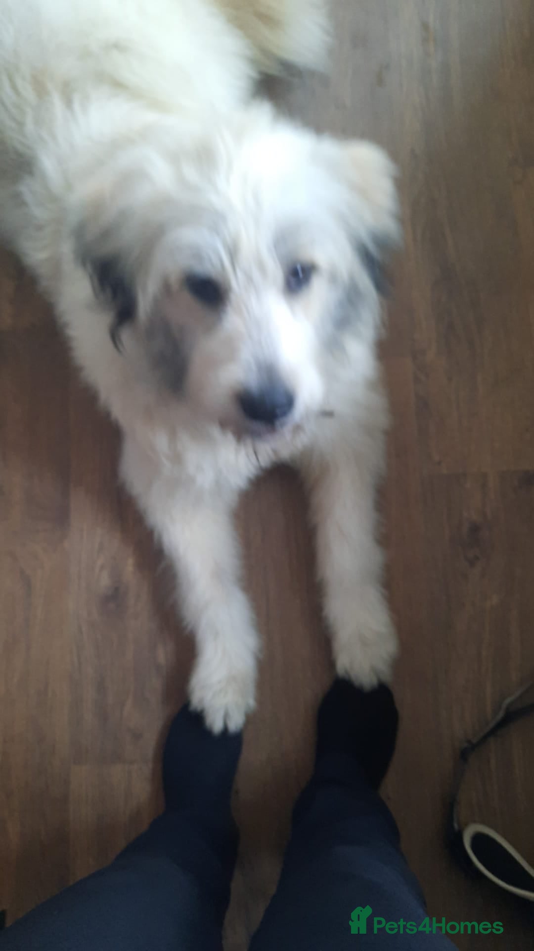 Mixed Breed dogs for adoption: Meet VICTOR - a superb big boy, for a Loving Home - Image 18