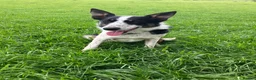 Border Collie dogs for sale:  10 Beautiful tri colour border collie puppies in Exeter - Advert 22