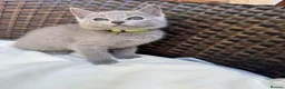 Russian Blue cats for sale: Pure Russian Blue Kittens - Advert 7