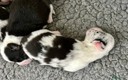 Welsh Corgi Cardigan dogs for sale: Show Quality KC Pedigree Corgi Cardigan Puppies  - Image 11