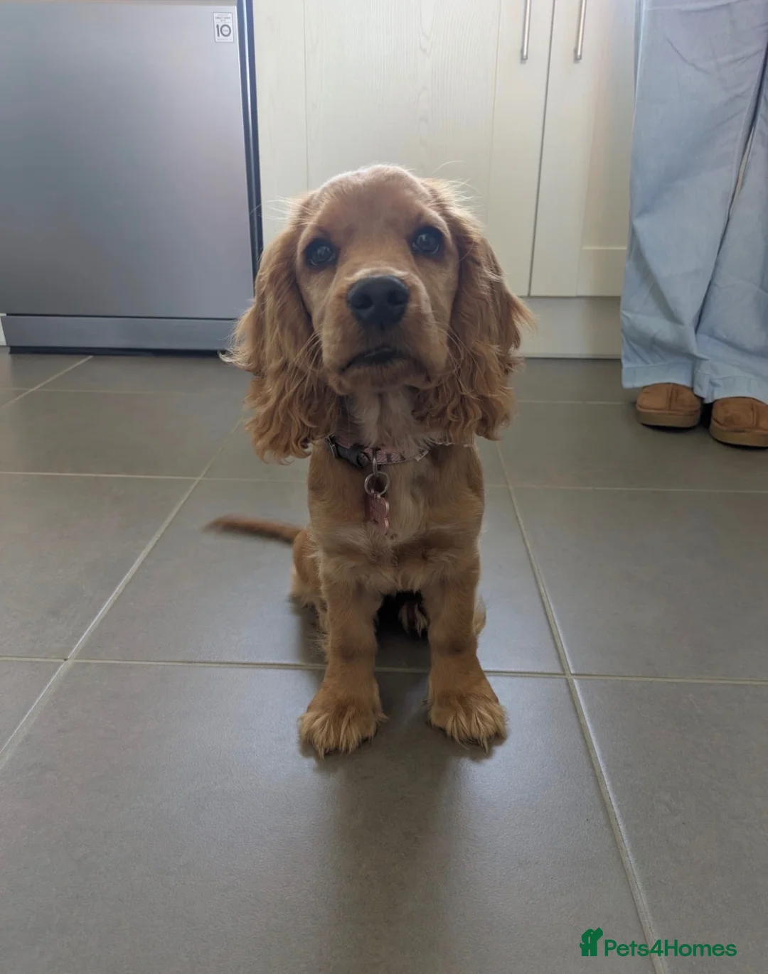 Cocker Spaniel dogs for sale: Beautiful litter of cocker spaniel puppies - Advert 2